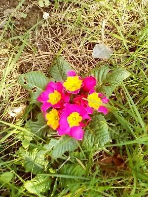 La Crielloise * Criel-sur-Mer