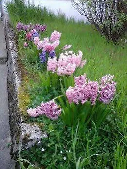 La Crielloise * Criel-sur-Mer